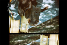 maggie rogers years maggie rogers stereogum maggie rogers years maggie rogers stereogum