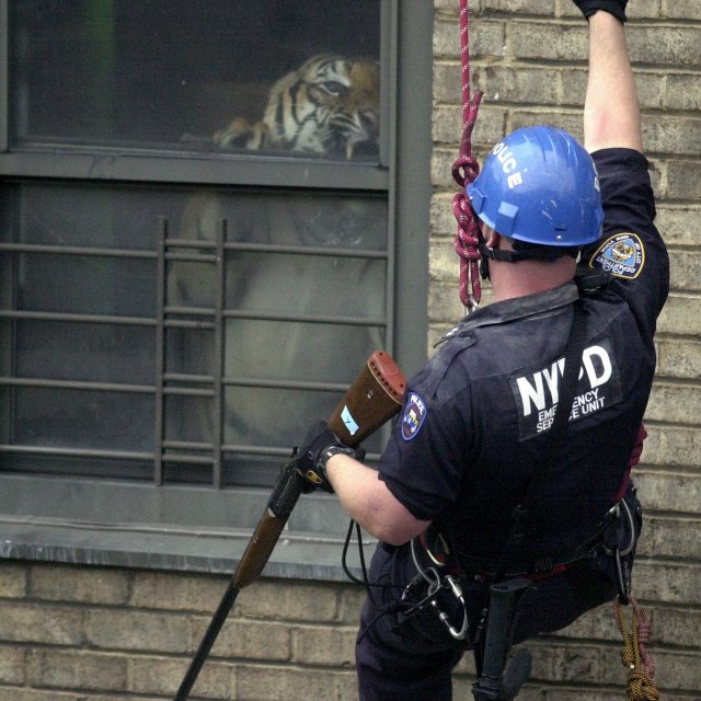 Stream Armand Hammer’s New Album Shrines Stereogum